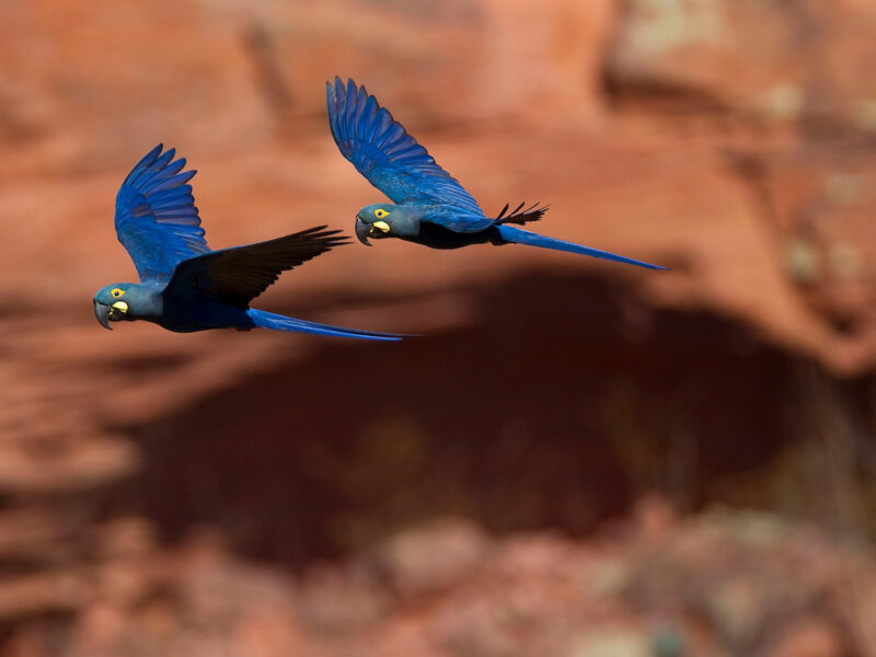 Por trás de uma grande história: arara-azul-de-lear